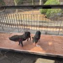 압록상상스쿨 | [곡성 가볼만한곳] 아이와 동물 먹이주기 체험부터 미니기차까지, '압록상상스쿨' 방문 후기