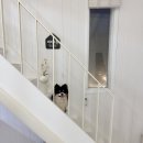 댕댕포레스트 이미지