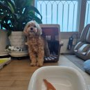 누리댕댕 이미지