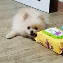청주캣브리더 | 평택강아지분양 전문 애견샵의 인기 입양 후기들!