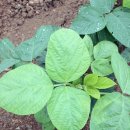 삼화농장2 이미지