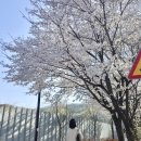 소나무여울공원 | 동탄 벚꽃 명소 경기도 화성 벚꽃길 노작공원 개화 현황