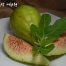 천상과일
