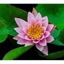 마음이머무는곳 이미지