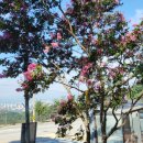 하너미로 이미지