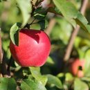과일중의 으뜸 미인 "사과" 이미지