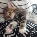 코코넨네 이미지