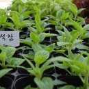 송강전통시장 이미지