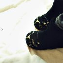 골드 캣 이미지