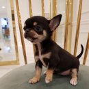 댕댕이뽀샵 이미지