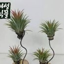 식물