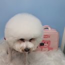 호다닥쑥 이미지