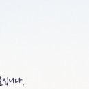 강남 요미독앤캣 강아지 분양 고양이 분양 이미지