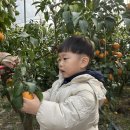 가온반) 🍊 새콤달콤 농장 -황금향 따기 🍊 이미지