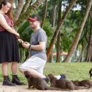 Singapore otters photobomb UK couple's marriage proposal 이미지