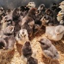 청계슈퍼 이미지