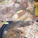 산야초산삼백숙 네이버블로그