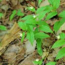 숲의틈(FOREST GAP)