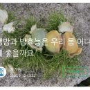 🌰생밤과 밤의 효능은??🌰 이미지