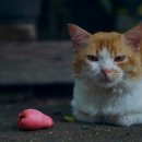 계양SKY동물메디컬센터 이미지