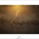 호숫가의아침 이미지