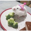 동탄대로3길 | ✨ 화성시 빵투어! 내돈내산 샌드베이글·두바이 쫀득쿠키 맛집 + 수원 성심당 느낌 하얀풍차제과점 후기 ✨