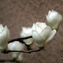 구*송 이미지