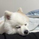 강아지 호텔 | 하남감일 강아지호텔 애견유치원 멍클래스 다녀온 후기!