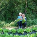 아이코리아 교산동텃밭 + 도시 농사꾼학교 (2012.9.23 +10.1) 이미지