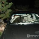 겨울잠