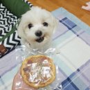 디어마이펫(DEARMYPET) 네이버블로그