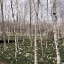 힐링 나들이 | 벚꽃은 아직이지만 🌸 수선화와 진달래로 힐링한 화담숲 봄나들이 후기 (유모차 ok!!)