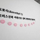 대구강아지분양 도로시펫 이미지