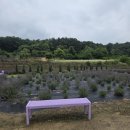 부안마스타 | [부안 가볼만한곳] 아내와 딸아이와 함께 다녀온 보랏빛 힐링 명소, 부안 아노칸정원 리얼 후기!