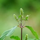 쇠무릅(우슬초)의 효능 이미지