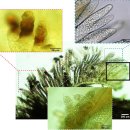 흰다리새우의 검은 아가미병(Black gill disease)의 원인 Aspergillus sydowii. 이미지