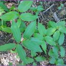 지장사지 이미지