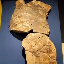 강진5호 | 보배로운 달빛, 월남사 - 출토 유물 일괄