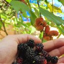 오디가개 이미지