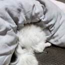 콜렌육십도 이미지