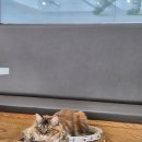 쿤이네집 | [안산] 고양이카페 쿤이네집, 힐링 가득한 안산 데이트 코스 추천