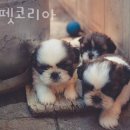 러브펫 동물병원 이미지