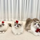 에몽캐터리 이미지