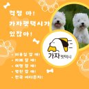 가자펫택시 이미지