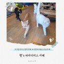 캣파라다이스 | 치앙마이고양이카페 펫's 파라다이스카페 , 치앙마이올드타운카페