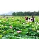 경주 연꽃피는 시기 사진찍기 좋은곳 왕릉유적지 첨성대 동궁과월지 볼거리 이미지