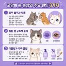 안 수의과병원 | 평택고양이전문병원, “조금 지나면 괜찮겠지” 했다가 위험합니다, 눈 외상 체크리스트