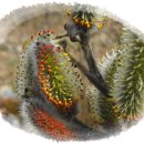 멋내는 강아지 이미지