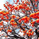 감나무집.홍시 이미지