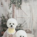 안나 펫 살롱 이미지